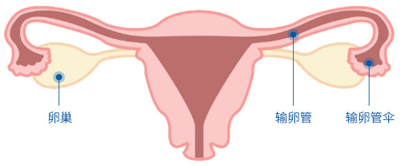 女性内生殖系统结构