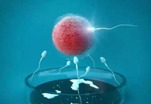 移植多少枚胚胎比较合适呢