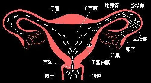 输卵管堵塞，还能自然怀孕吗?