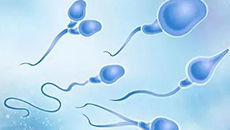 备孕期间，男性该如何提高精子质量？