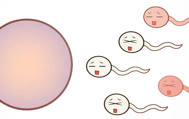 精子活性氧的检测