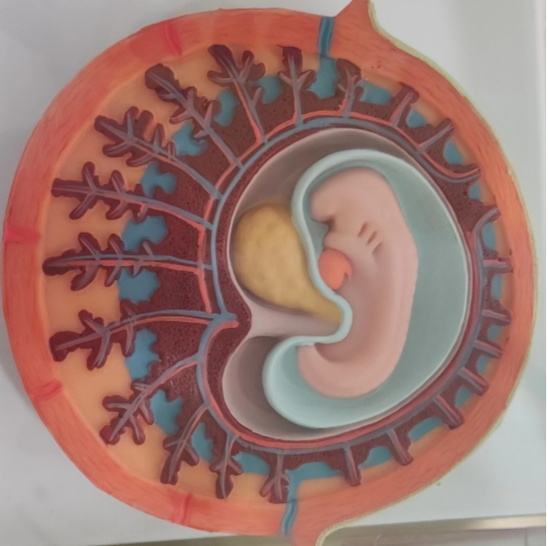 早孕期宝宝在肚子里什么模样呢？一起来看看！