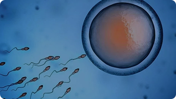 精准选择胚胎植入时间