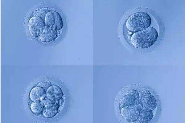 囊胚培养失败，到底是什么原因导致的呢?