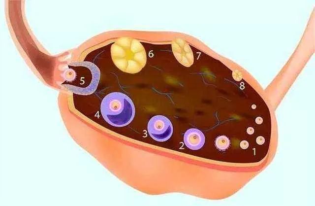 早发性卵巢功能减退除了对生育有影响外，对你的身体健康也有很大的影响