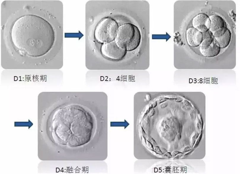 鲜胚移植or冻胚移植，哪种成功率更高？