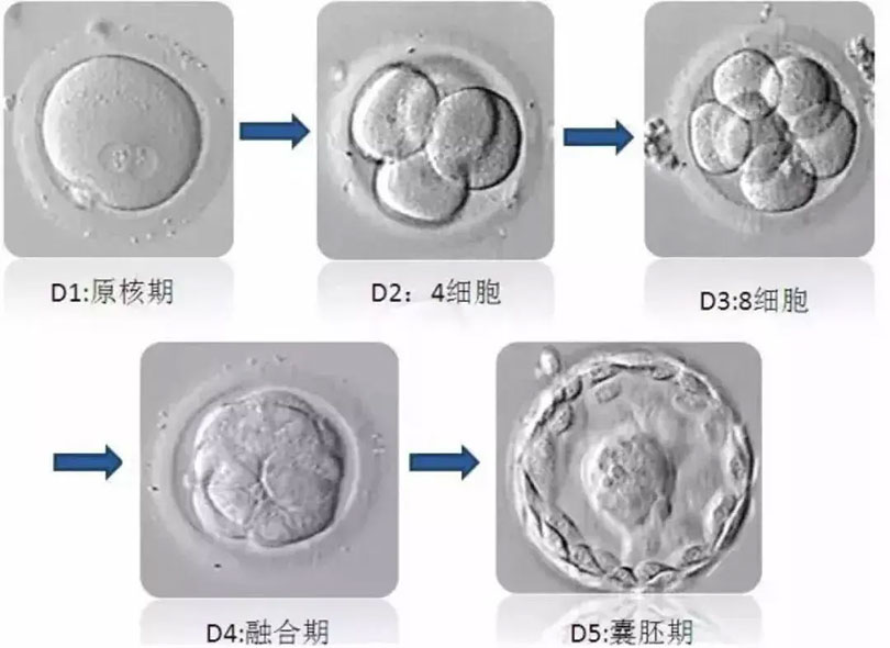 做试管一般几次成功？影响试管婴儿成功率的因素是什么？