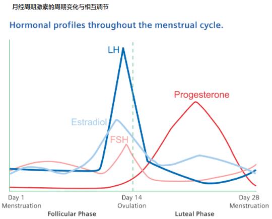 试管婴儿为什么要查性激素六项及AMH检测？