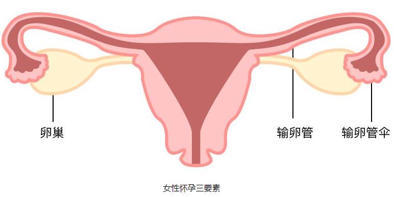 女人一直不怀孕是什么原因?怎样才能怀孕