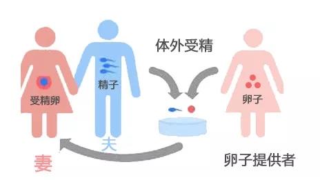 想在西囡医院做供卵试管要等多久才能有卵源？