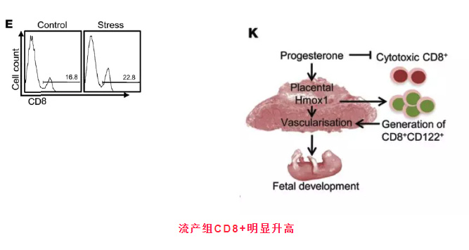 流产组CD8+明显升高