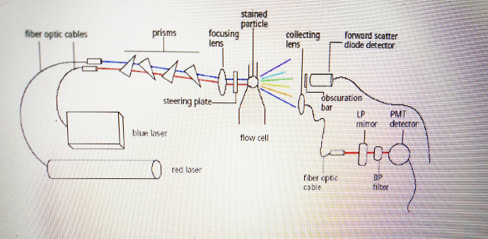 通过仪器特定波长激光激发产生的散射光和荧光通过光学检测器被检测到，光信号最终转化为数字化信号来区分不同的淋巴亚群