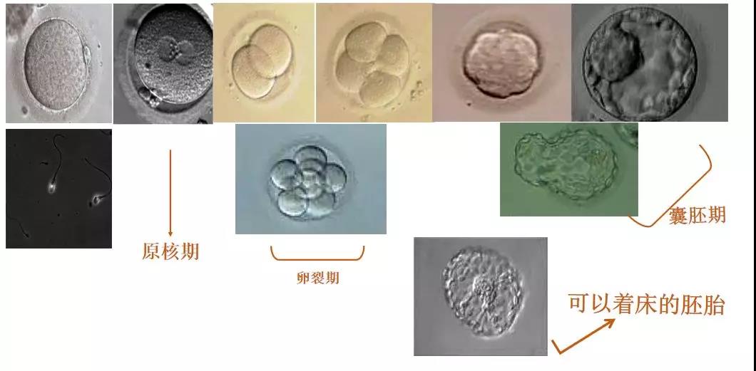 胚胎发育过程