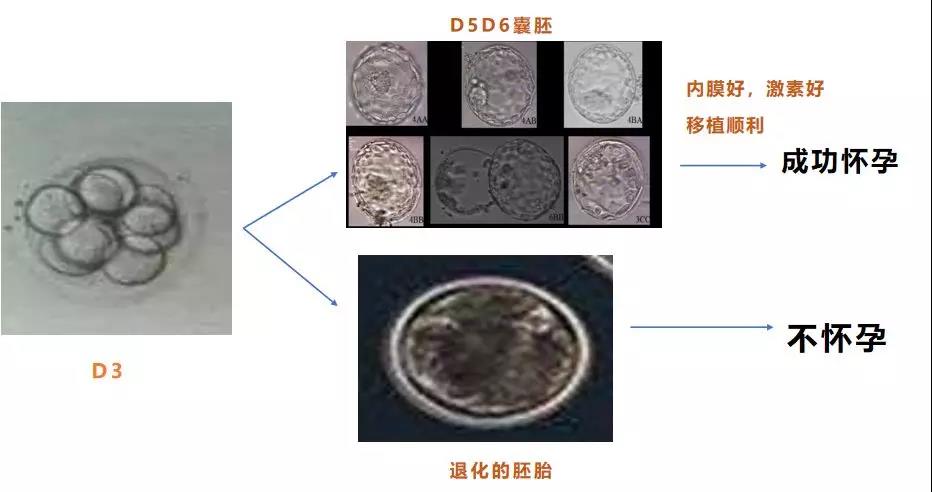 胚胎的发育趋势，分为成功怀孕和退化的胚胎