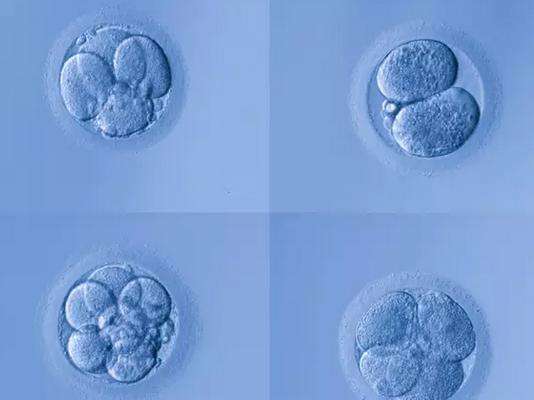 受精卵发育成胚胎的过程