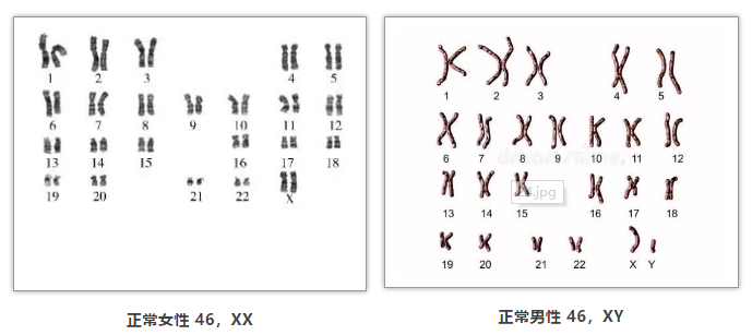 人类体细胞染色体组包括22对常染色体(1