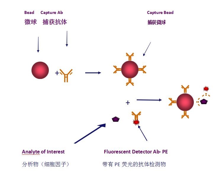 应用流式CBA(多重蛋白定量检测技术)来检测患者血清中的Th1/Th2细胞因子