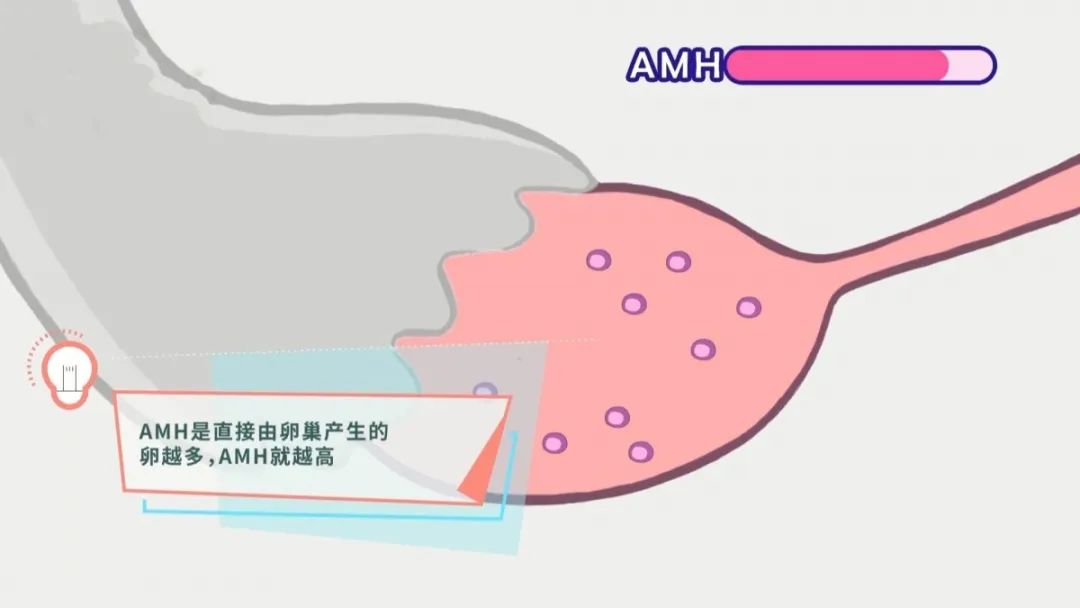 AMH是由卵巢直接产生的,卵越多,AMH越高