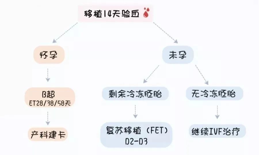 试管婴儿:移植14天后验血