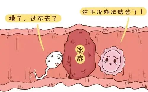 输卵管伞口被粘住，就会影响拾卵功能，输卵管管壁被粘住，就会影响运输功能，降低怀孕几率
