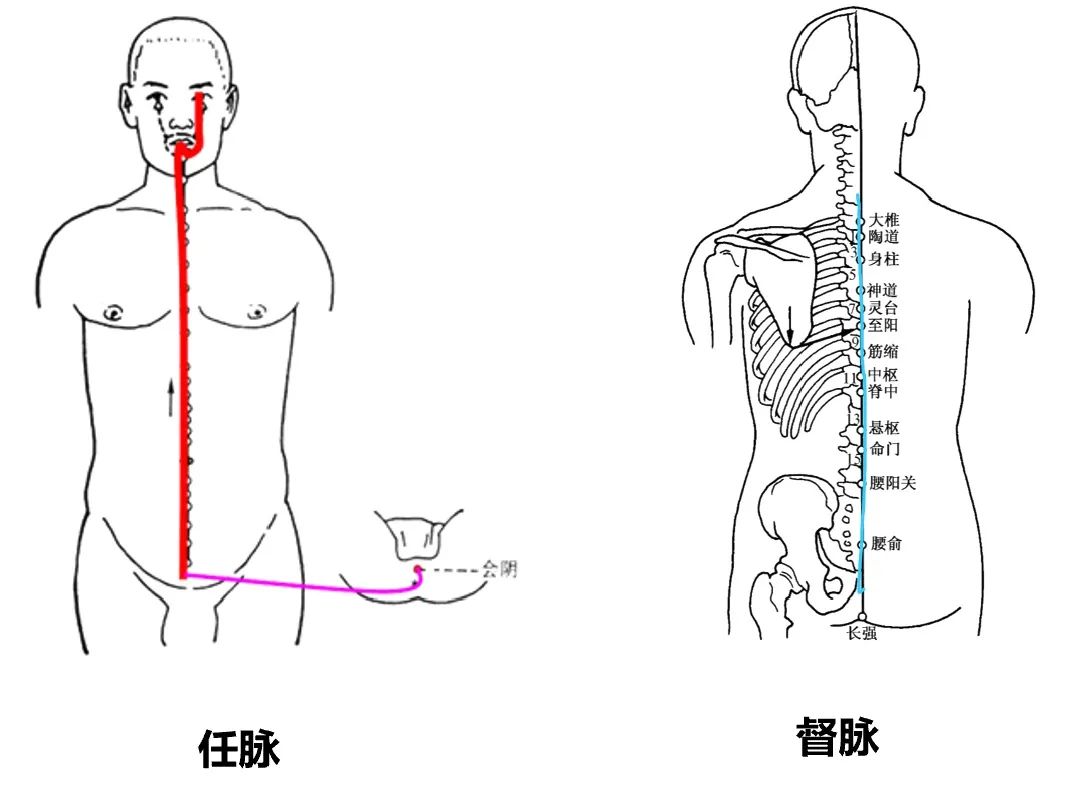 现代研究发现针灸具有调整下丘脑-垂体-卵巢轴(HPO)的功能，使卵巢功能改善