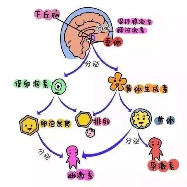 下丘脑、垂体以及卵巢这三个体是上级、中级与下级的关系，这三者间的信号传递也是由上至下的：信号的传递首先需要下丘脑向垂体发送信号，垂体在接受信号之后表达相应的信息，同时将信号传递给卵巢，卵巢在接受到垂体发送的信号后表达相关的功能