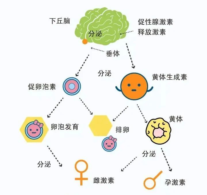 内分泌因素