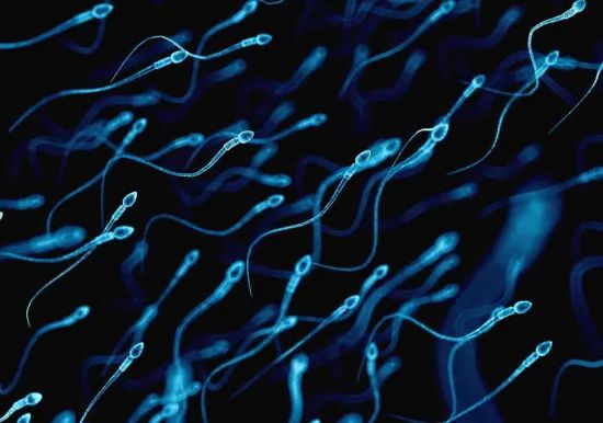  干扰生殖激素影响精子活力