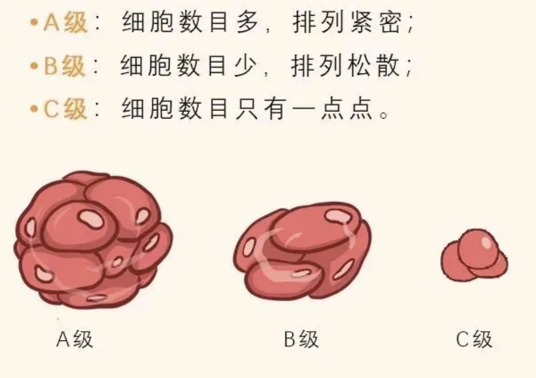 我们看看第2个字母，分为A、B、C 3个等级，代表着内细胞团的质量分级，内细胞团就是以后的宝宝哦~ 他们的质量评级为A＞B＞C。