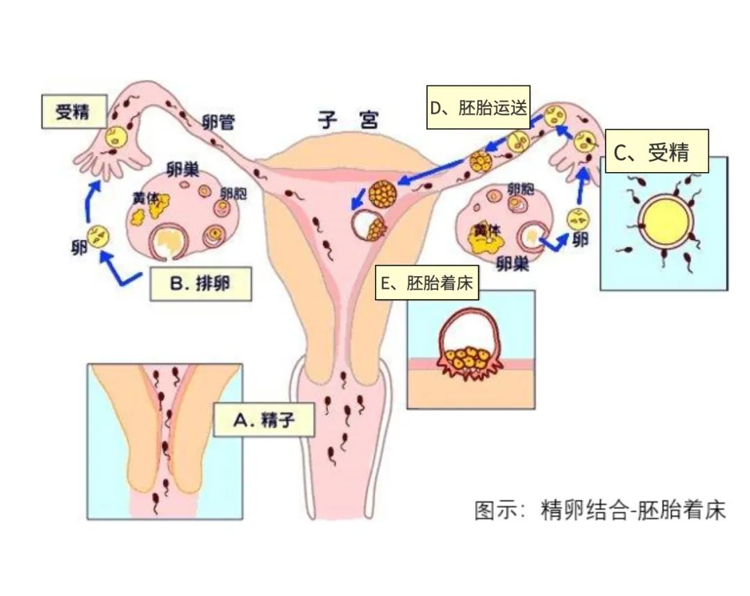 图示：精卵结合－胚胎着床