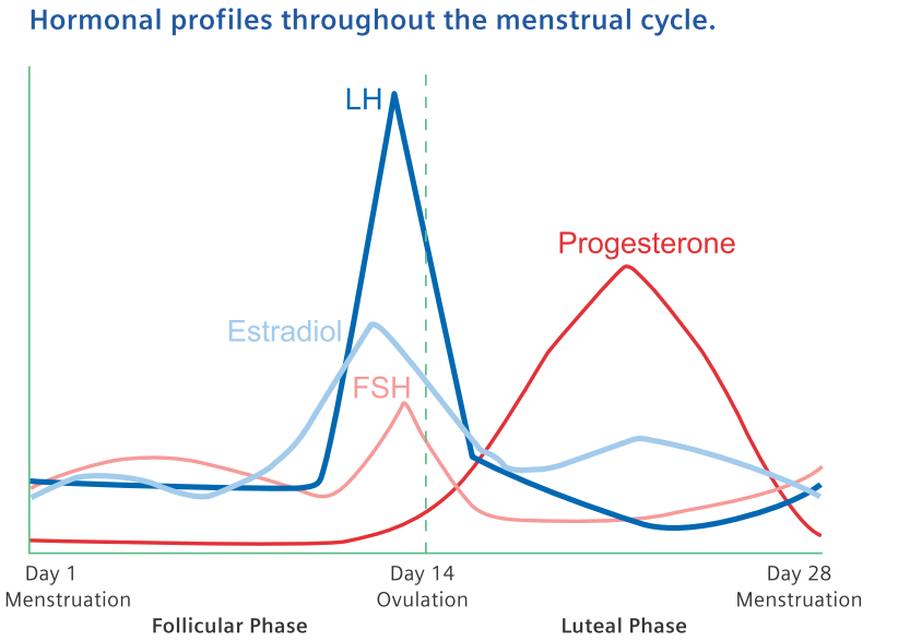 月经周期激素的周期变化与相互调节