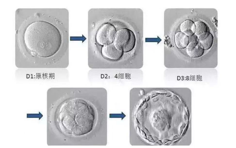 胚胎培养过程