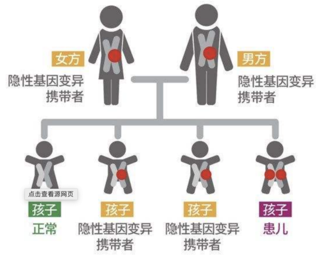 这些携带致病基因但无症状表现的个体就是携带者（见图中黄标个体）。