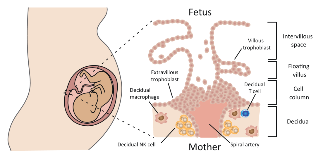 人类母胎界面的解剖结构和细胞组成