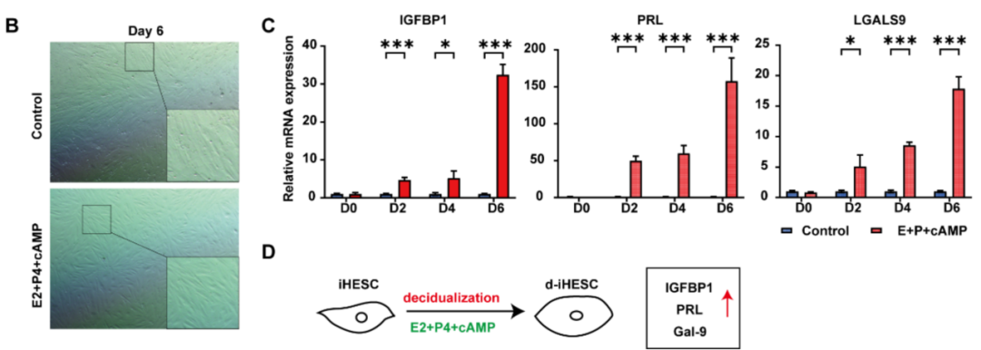 Galectin-9在蜕膜化基质细胞和血管内皮细胞中显著高表达，且激素诱导的蜕膜化过程会显著提升其表达水平，提示其可能是妊娠维持的重要调控因子
