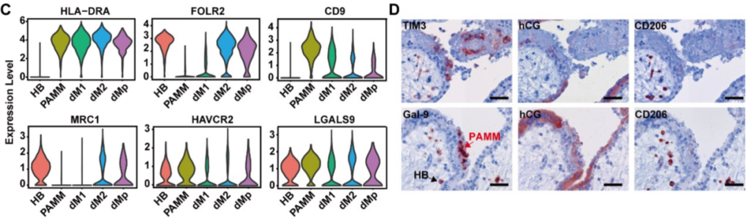 研究首次明确胎盘绒毛中的霍夫鲍尔细胞（HBs）和胎盘相关母体单核/巨噬细胞（PAMMs）是Galectin-9的主要来源